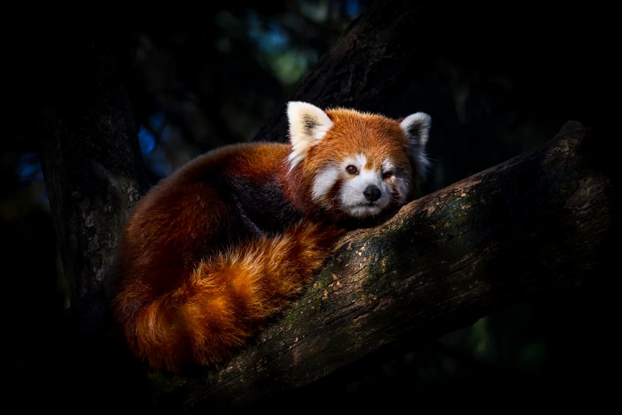 Red Panda