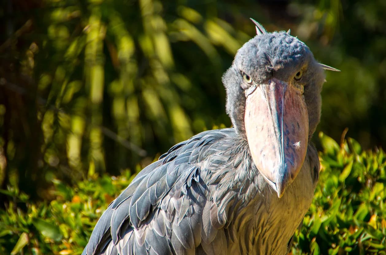 Shoebill