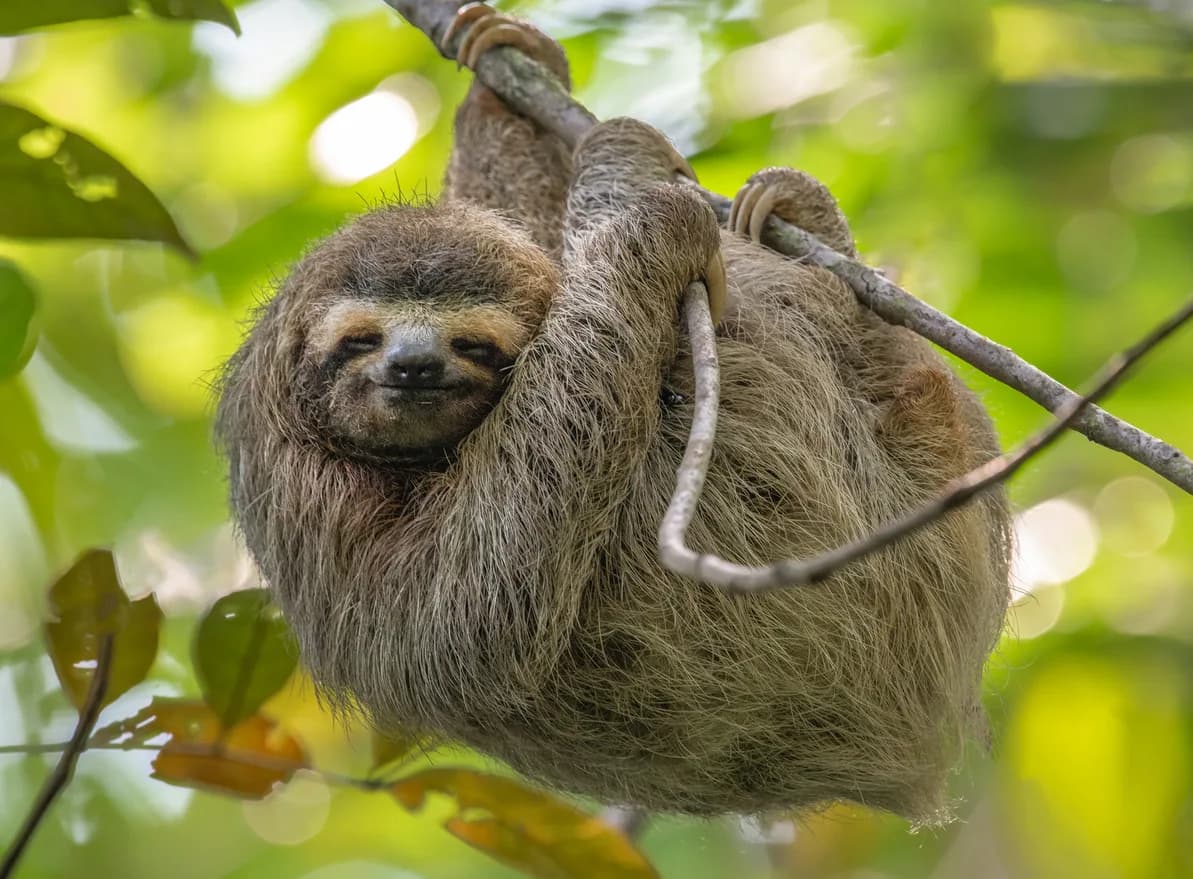 Sloth