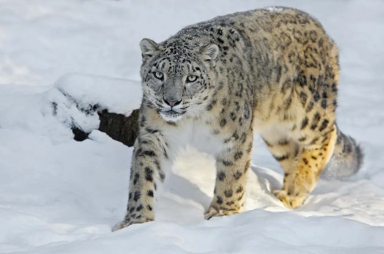 Snow Leopard