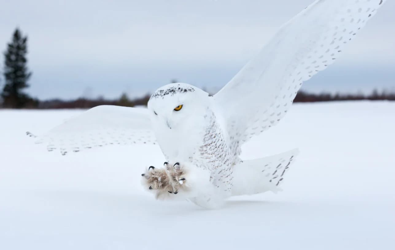 Snowy Owl