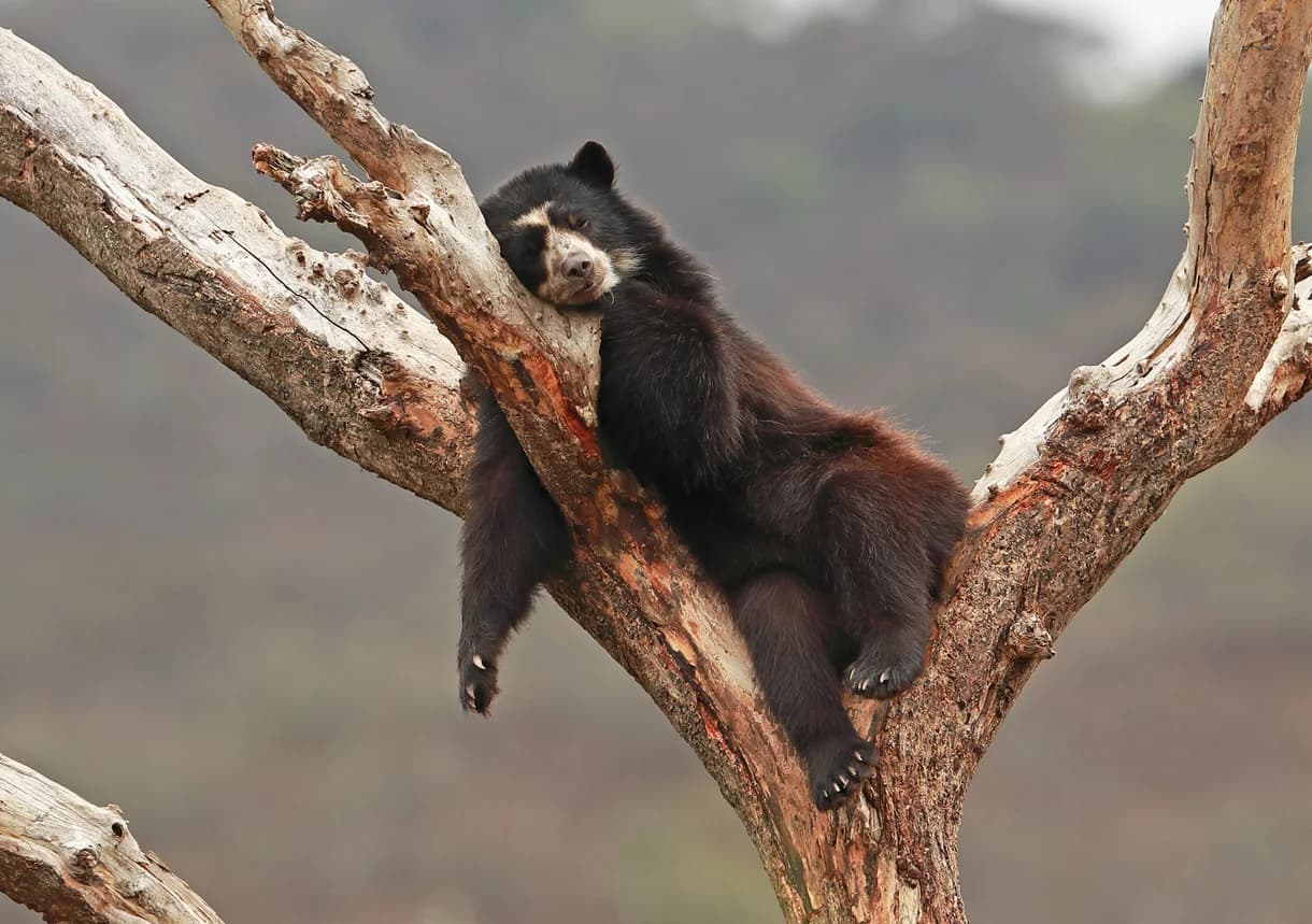Spectacled Bear