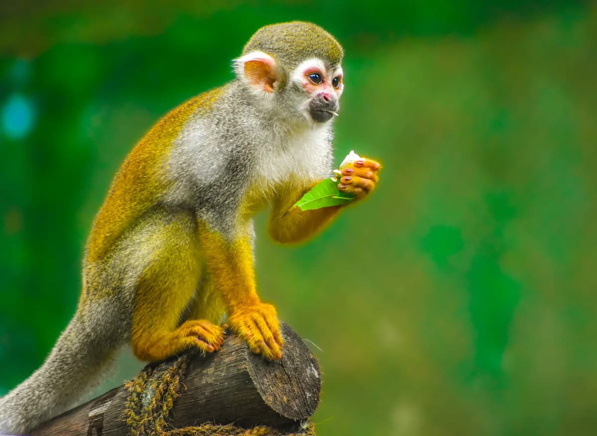 Squirrel Monkey