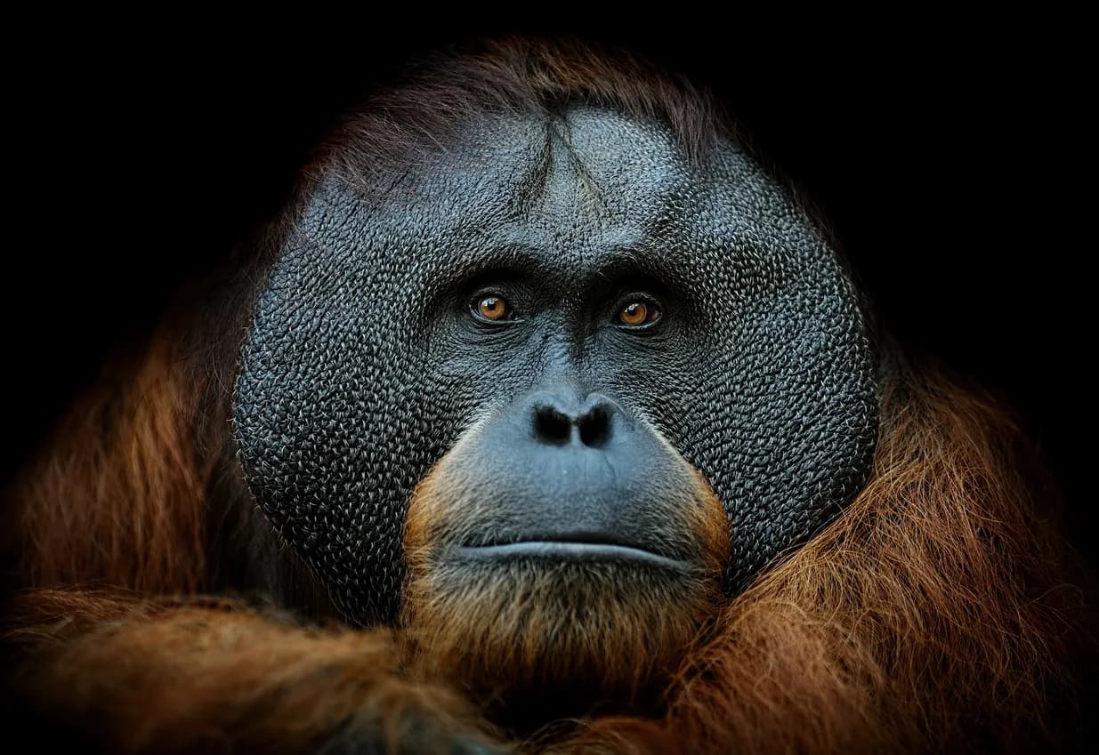 Sumatran Orangutan