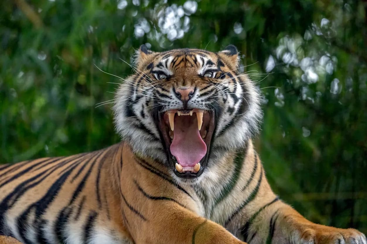 Sumatran Tiger