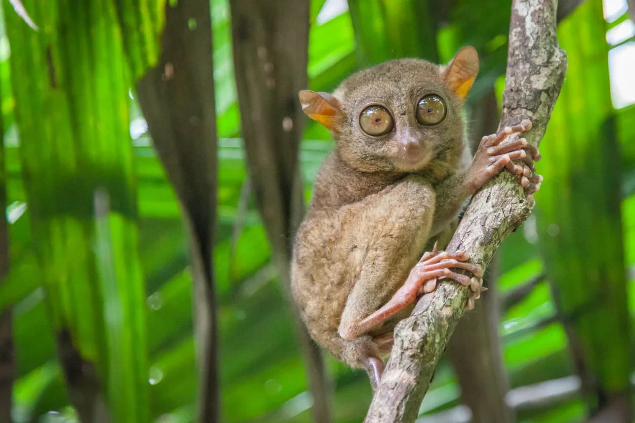 Tarsier