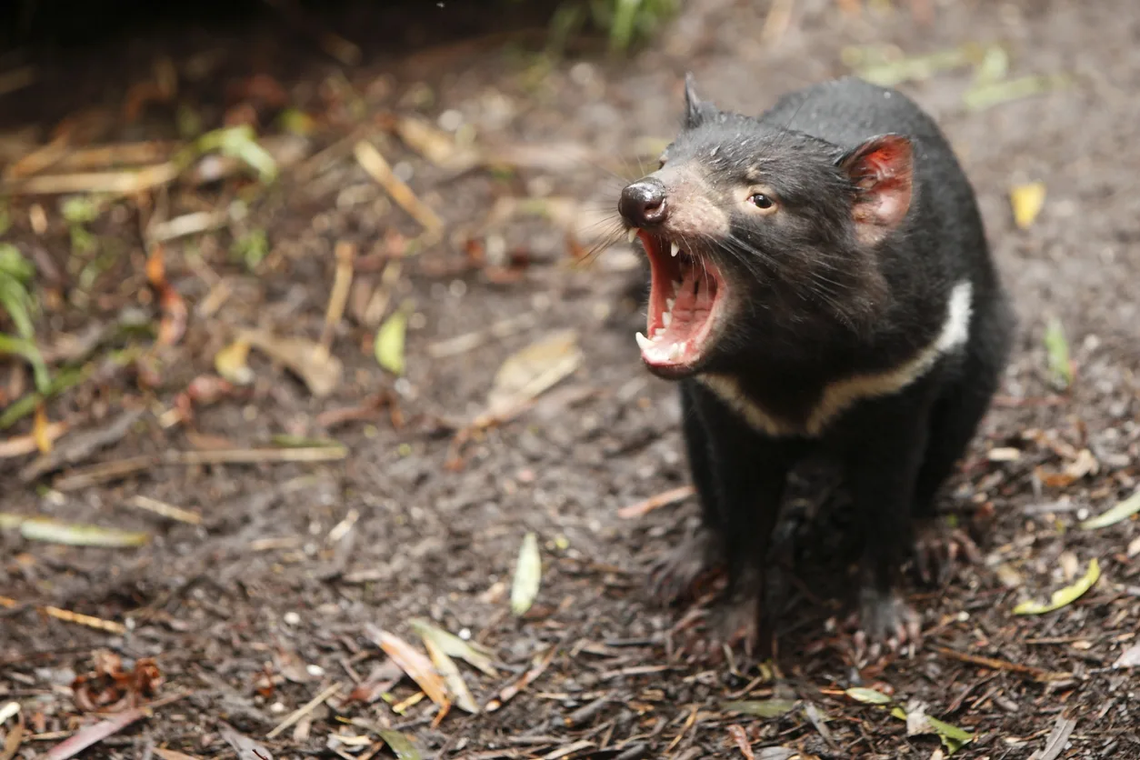 Tasmanian Devil