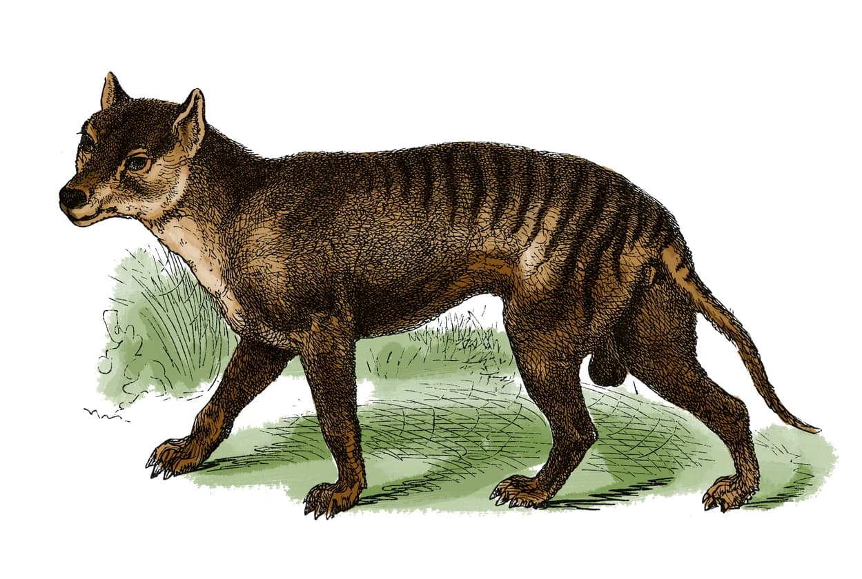 Tasmanian Tiger