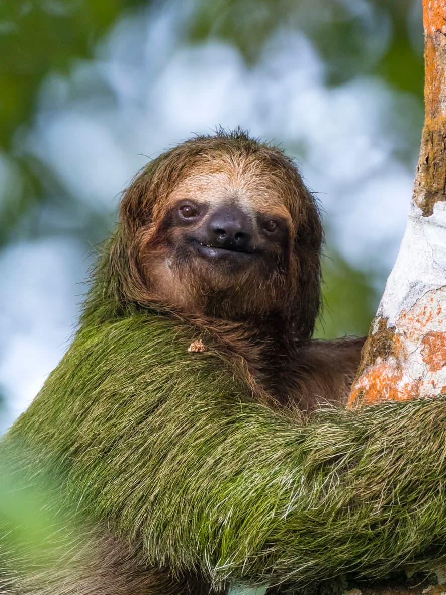 Three-Toed Sloth