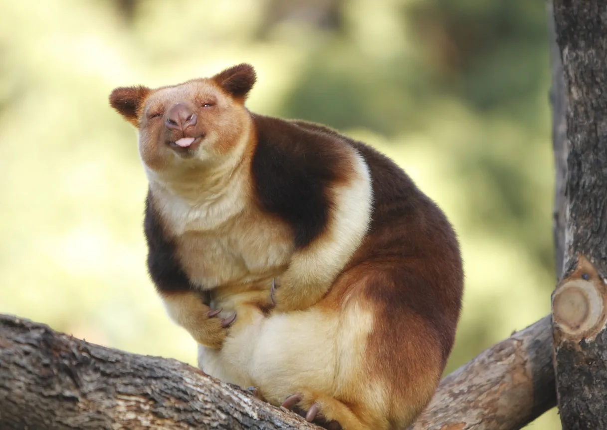 Tree Kangaroo