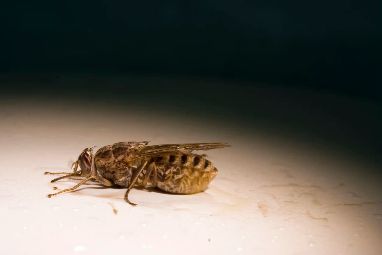 Tsetse Fly