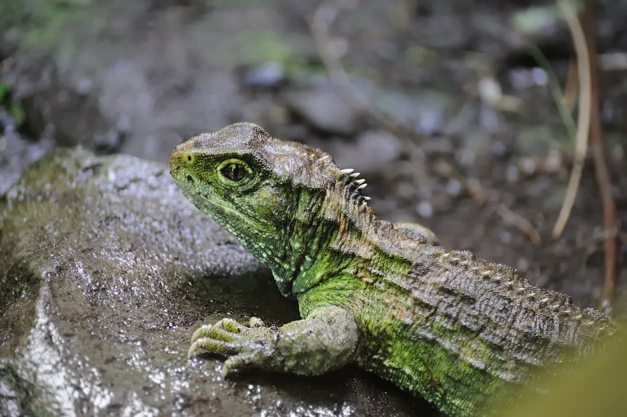 Tuatara