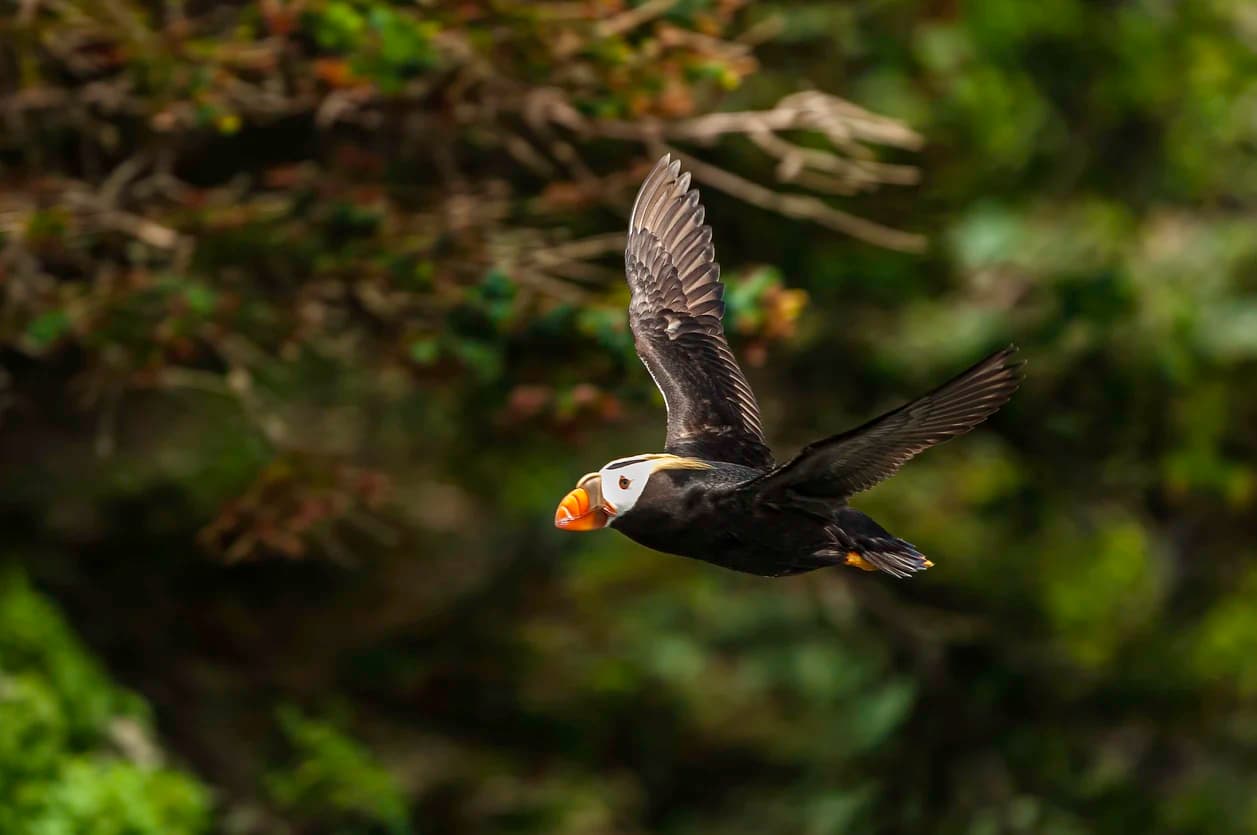 Tufted Puffin