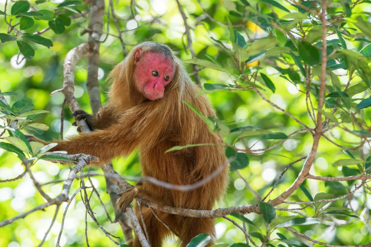 Uakari