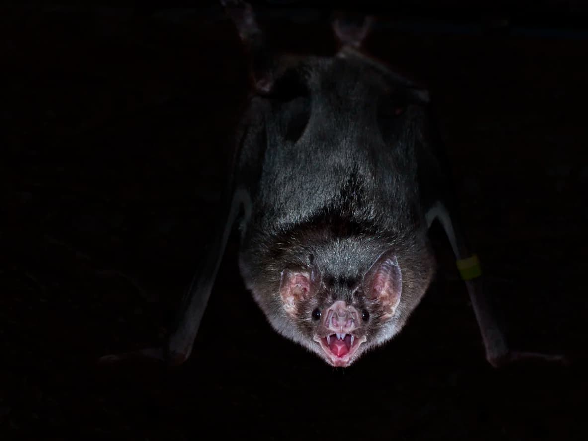 Vampire Bat