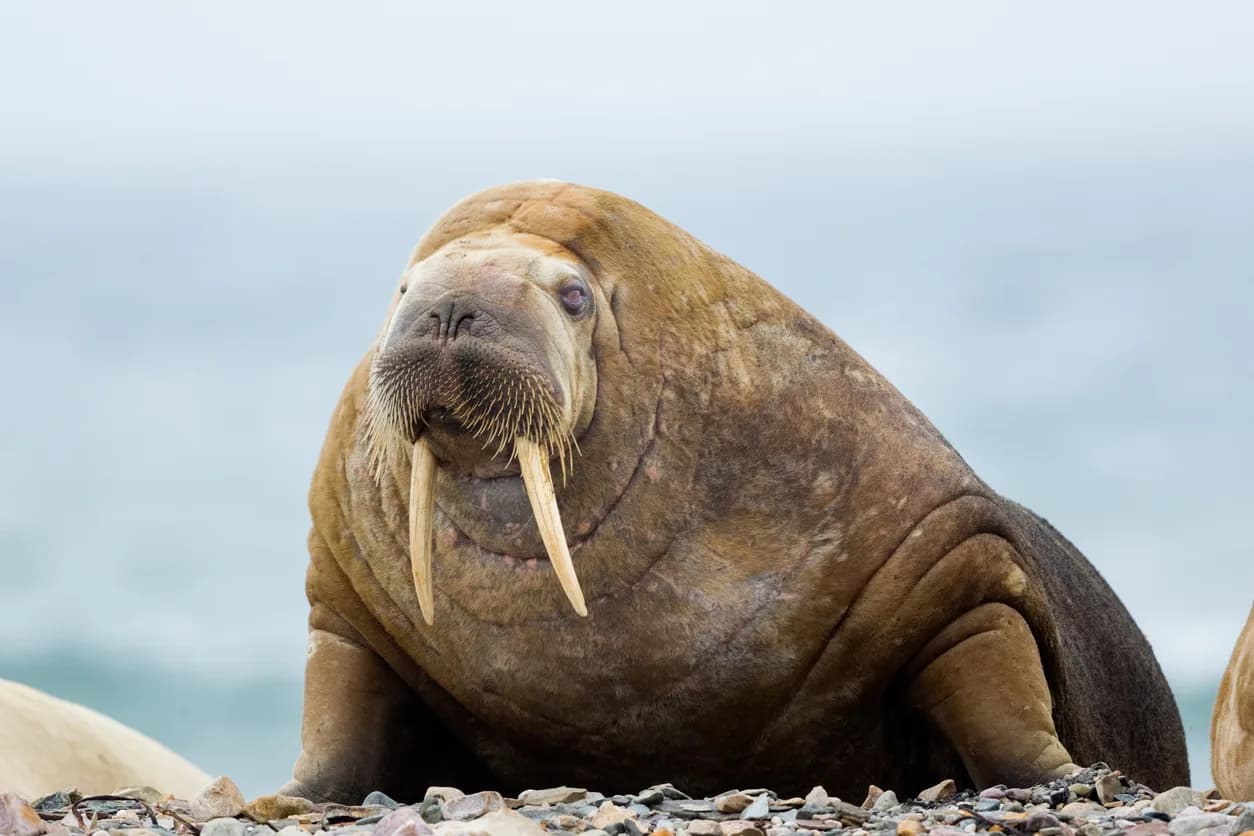 Walrus