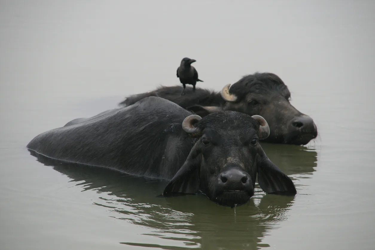 Water Buffalo