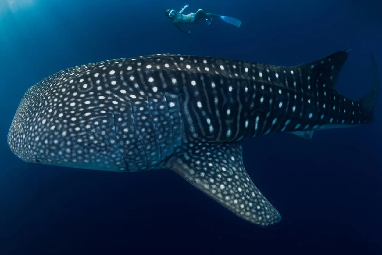 Whale Shark
