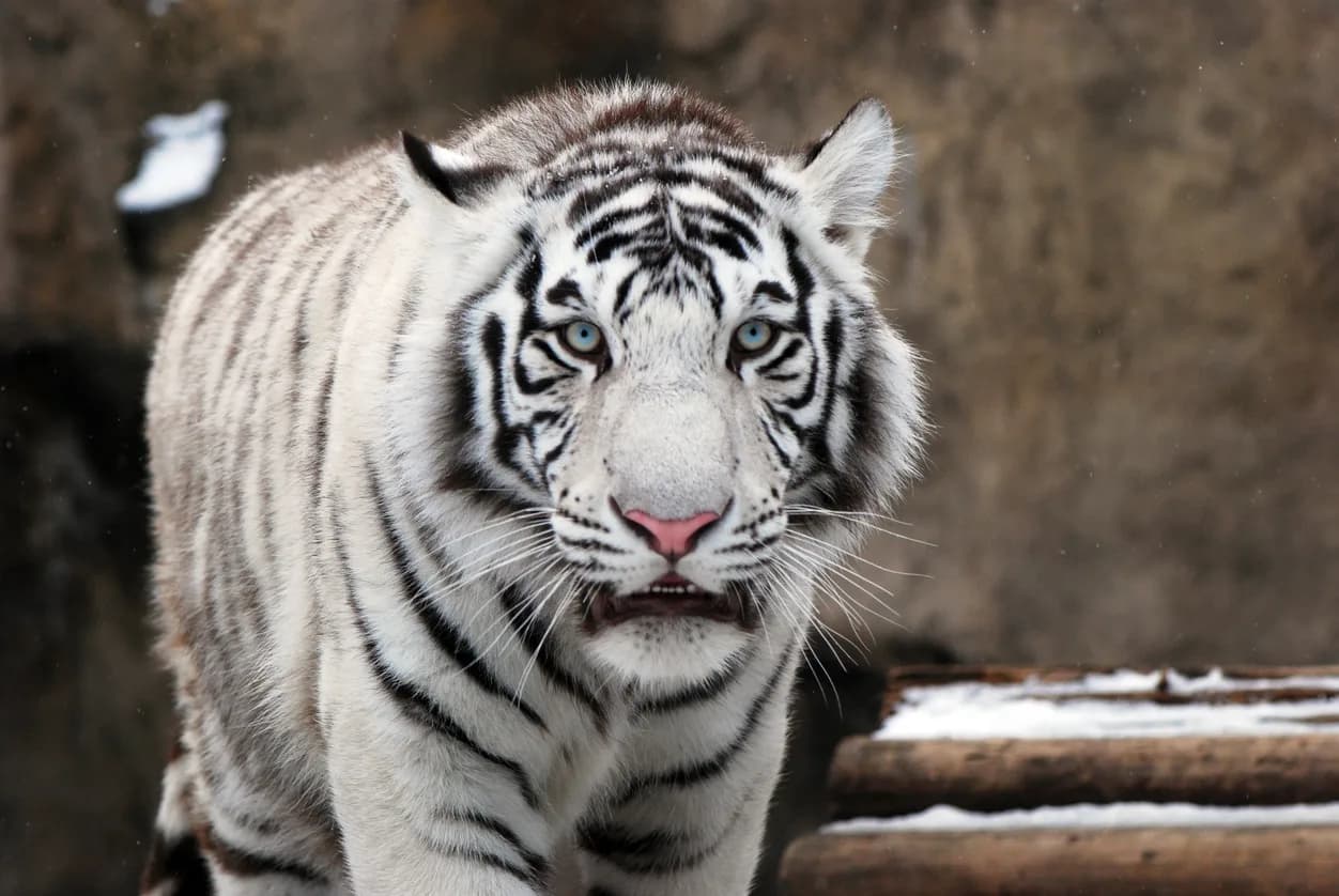 White Tiger