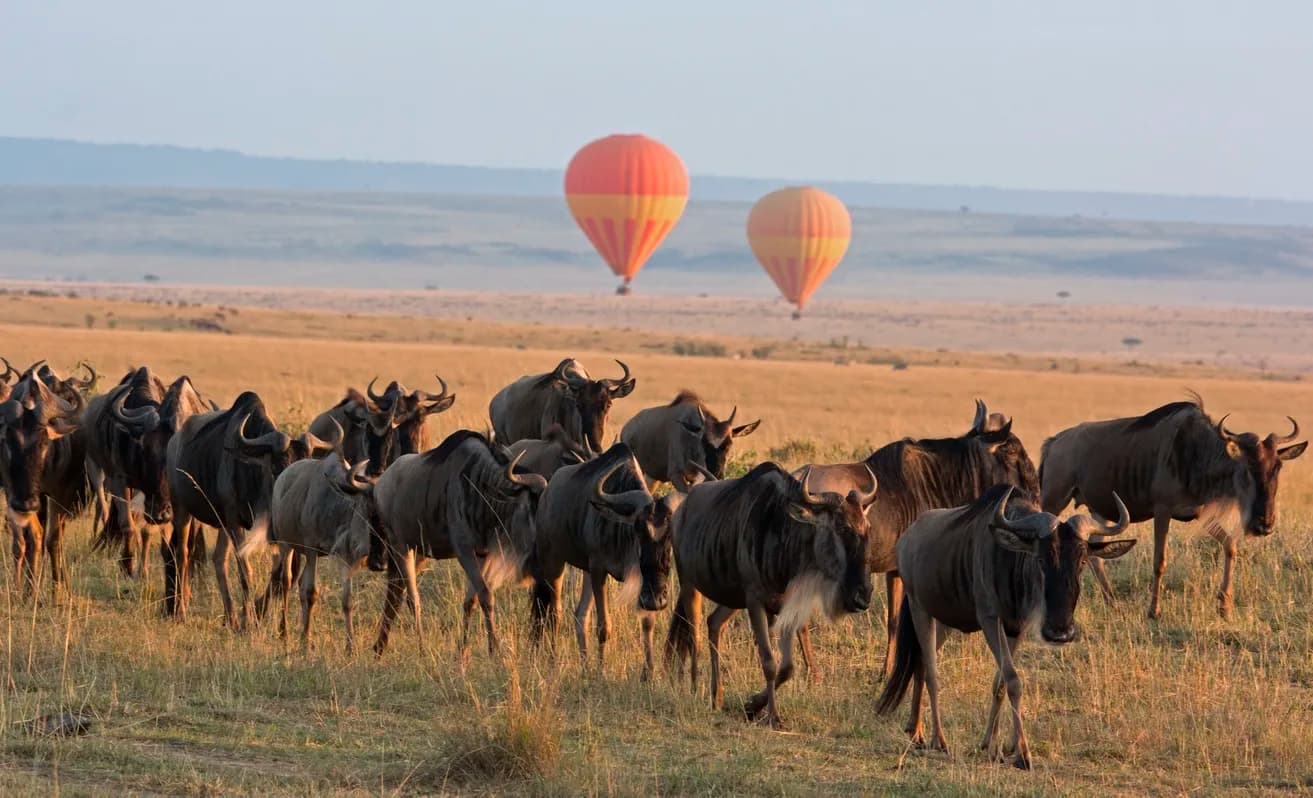 Wildebeest