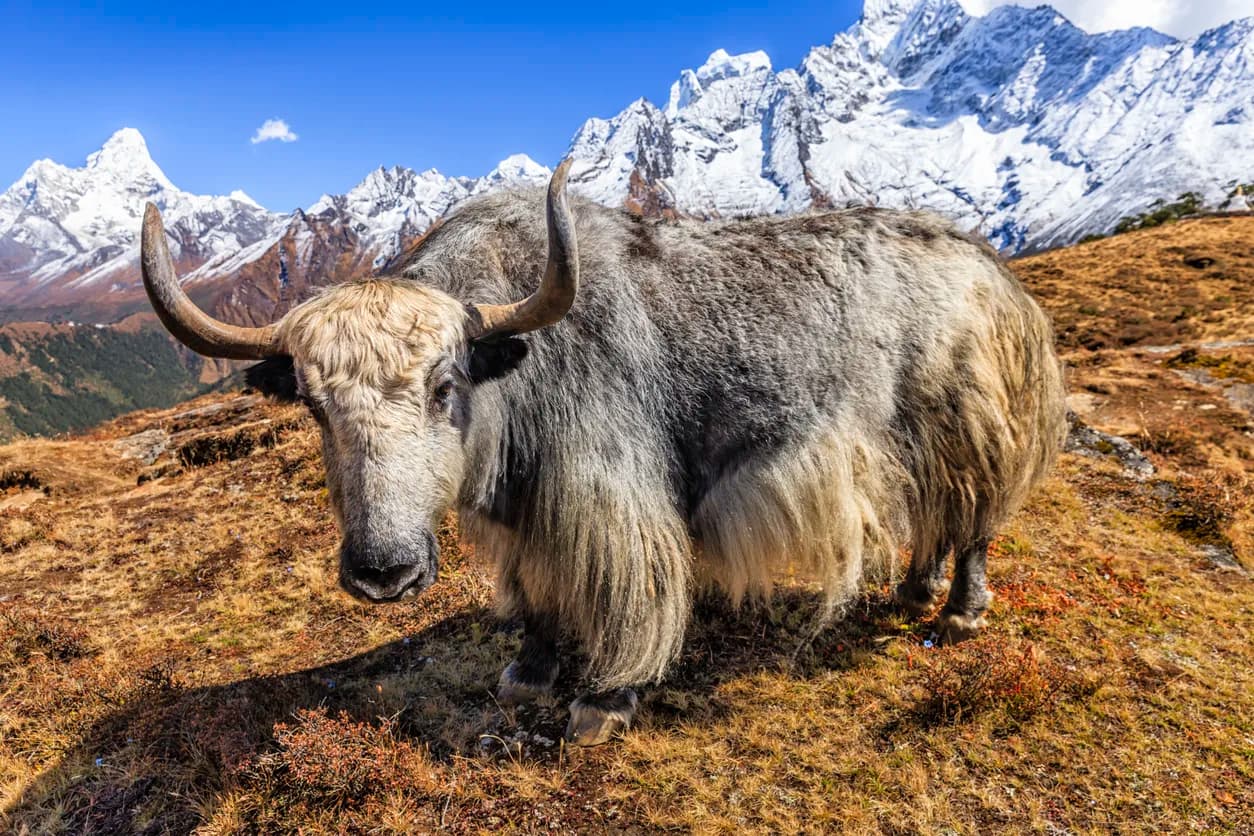 Yak