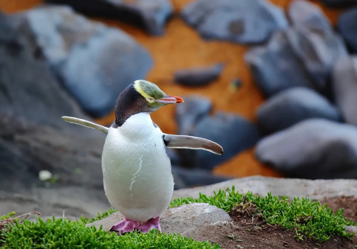 Yellow-Eyed Penguin