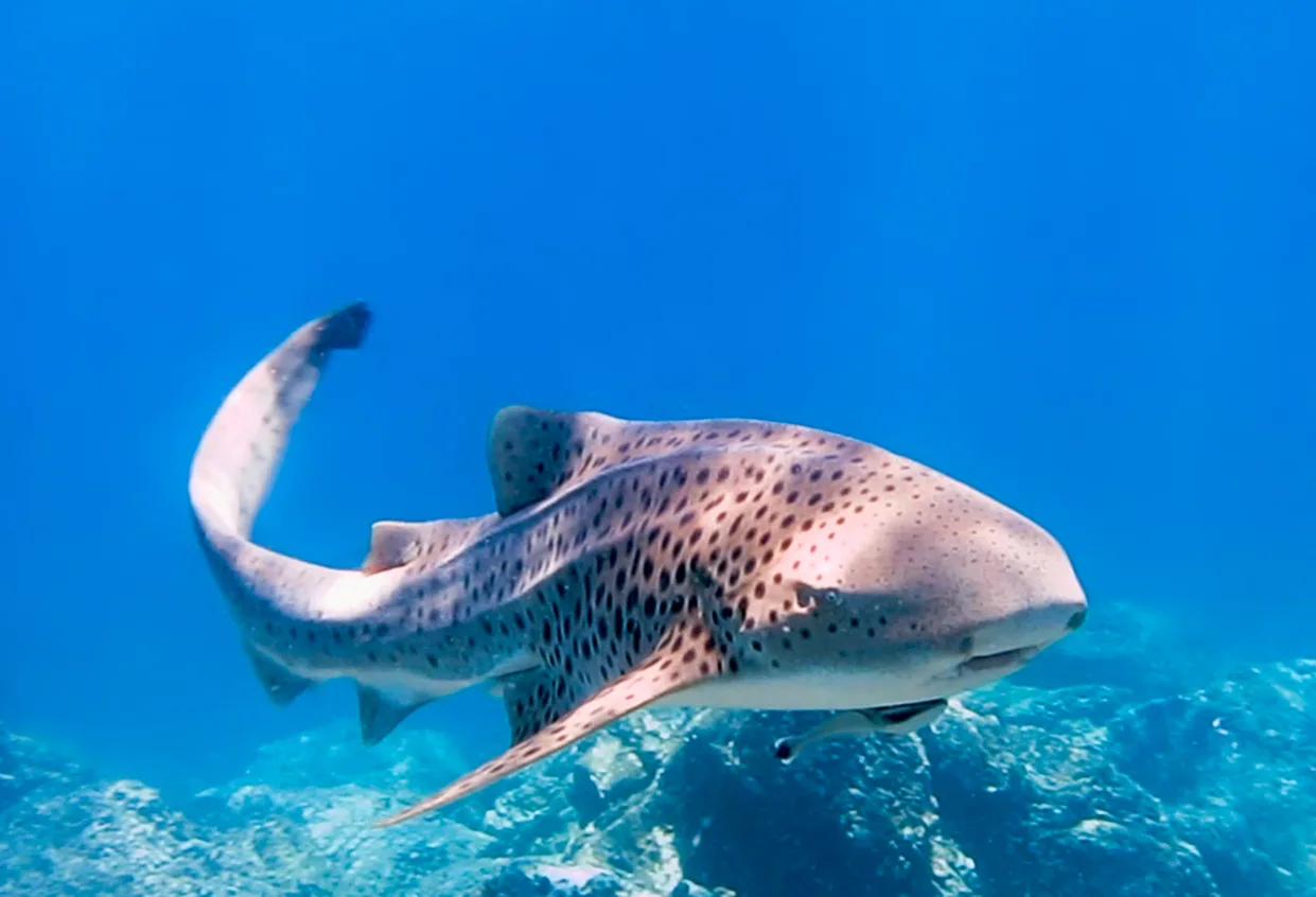 Zebra Shark