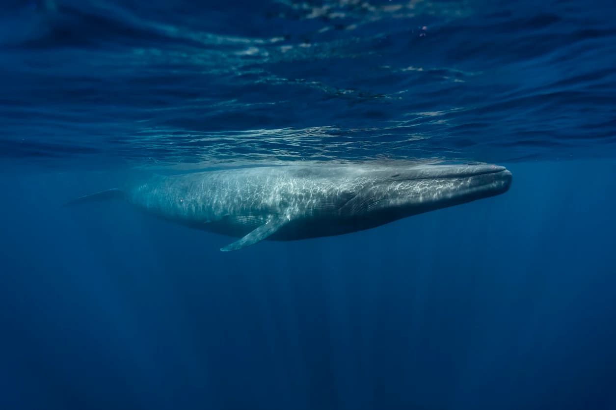 Blue Whale